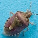Bedbug Extermination