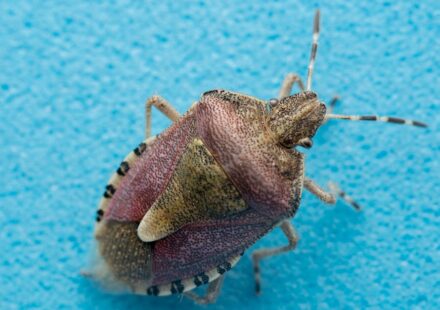 Bedbug Extermination