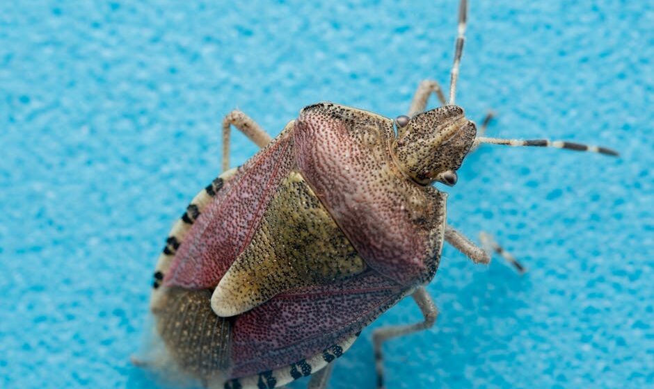 Bedbug Extermination
