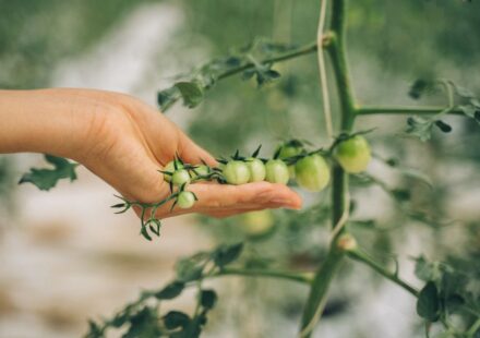 organic agricultural supplies