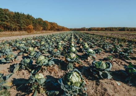organic farming supplies