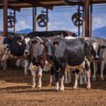 supplier of livestock feed