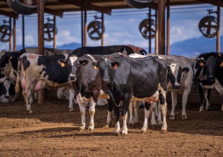 supplier of livestock feed