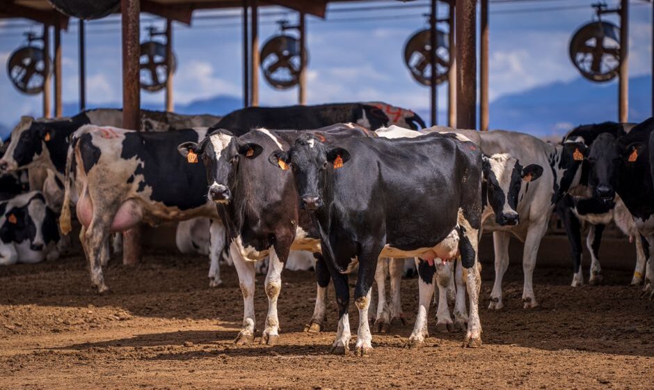 supplier of livestock feed