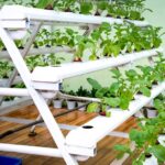 aquaponics kit