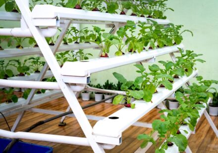 aquaponics kit