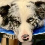 犬のしつけ教室