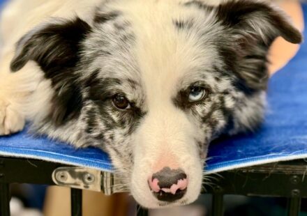 犬のしつけ教室