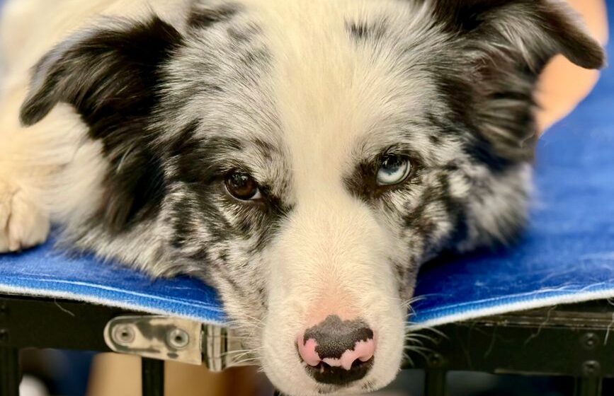 犬のしつけ教室