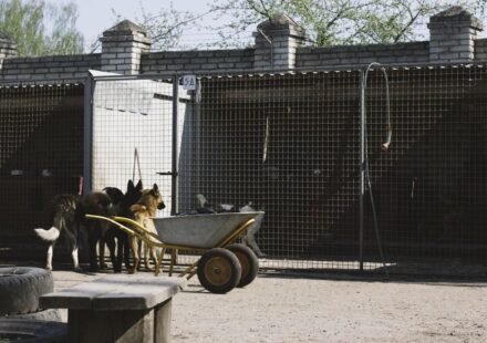 pet boarding facility