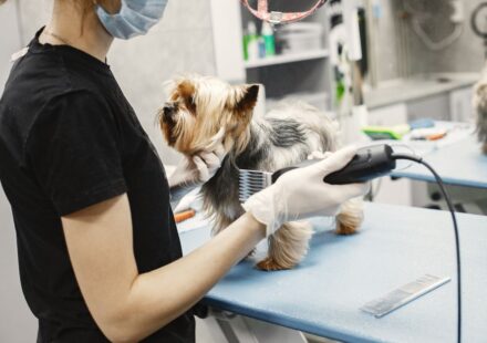 pet boarding facility