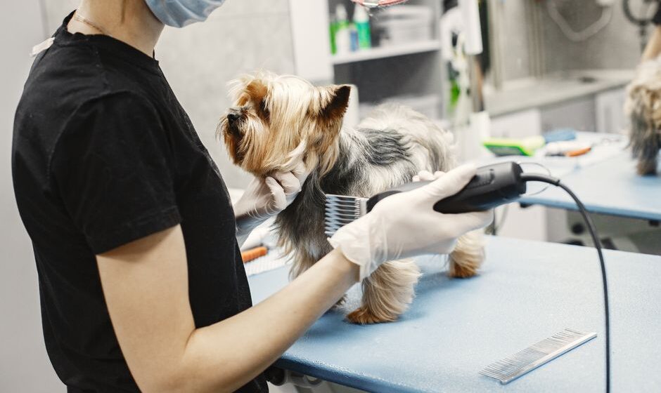 pet boarding facility