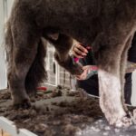 peluquería canina cerca
