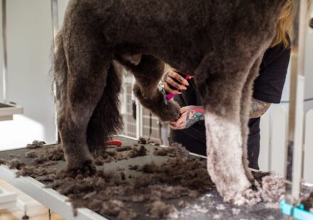 peluquería canina cerca