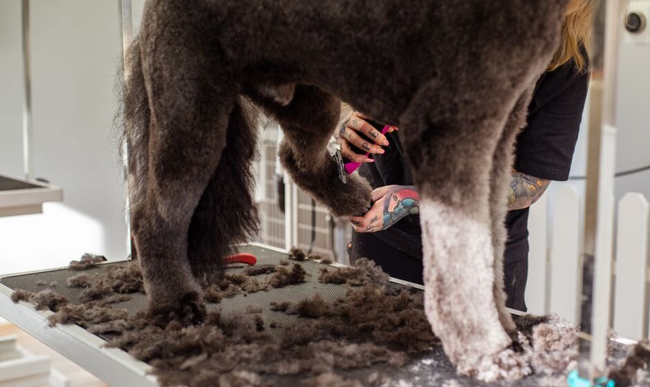 peluquería canina cerca