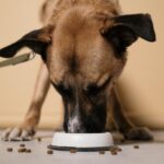 raw dog food delivery