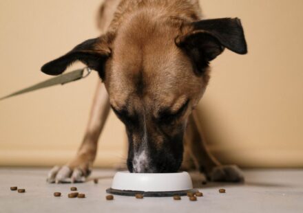 raw dog food delivery