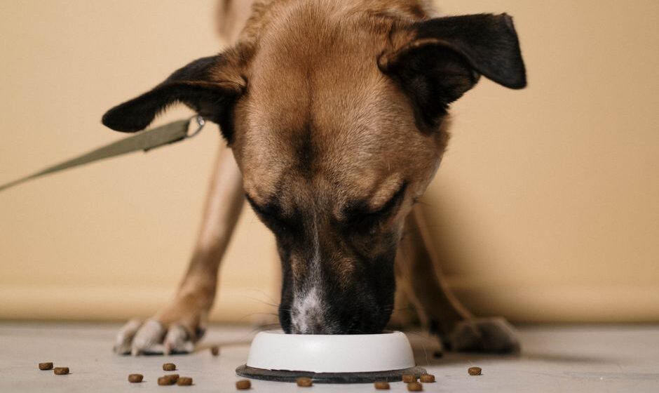 raw dog food delivery