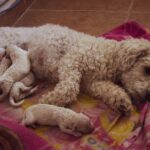 criador cachorros cerca