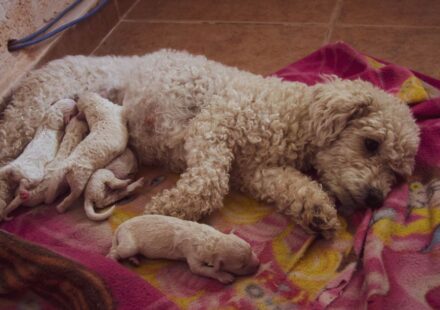 criador cachorros cerca