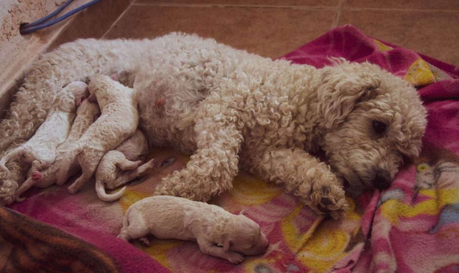 criador cachorros cerca