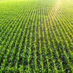 crop insurance