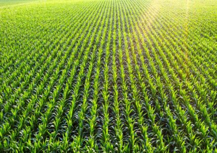 crop insurance