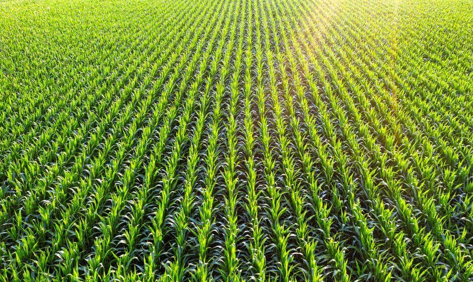 crop insurance