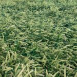 crop insurance