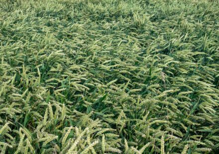 crop insurance