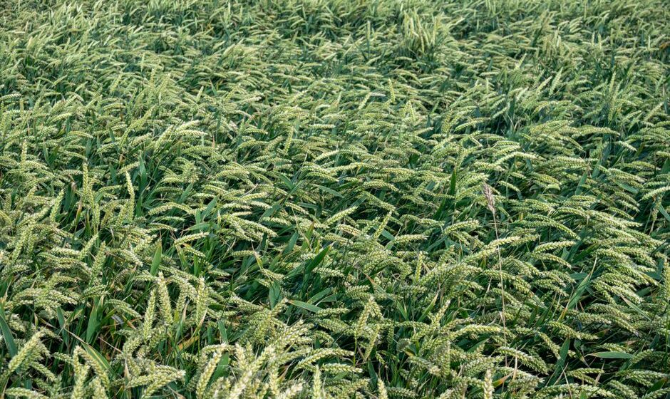 crop insurance