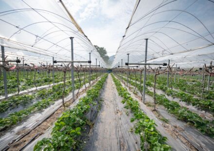 vertical farming technology