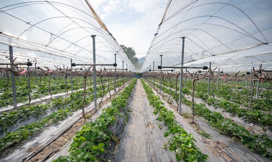 vertical farming technology