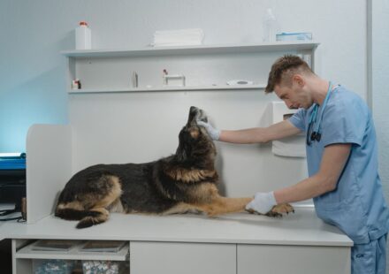 clínica veterinaria reserva