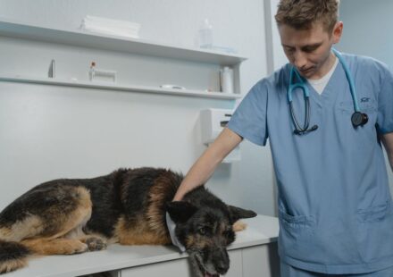 clínica veterinaria reserva