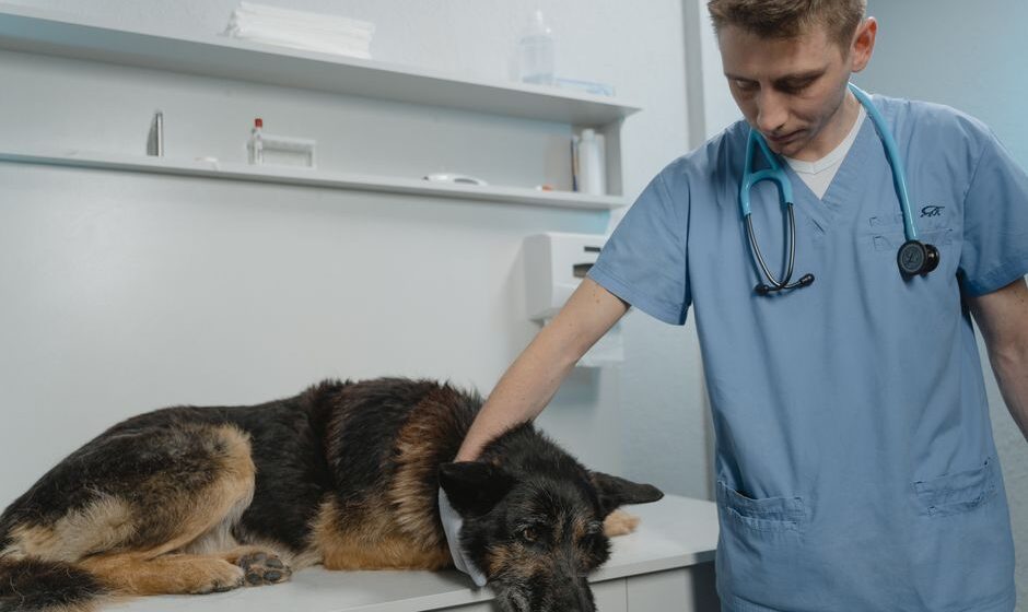 clínica veterinaria reserva