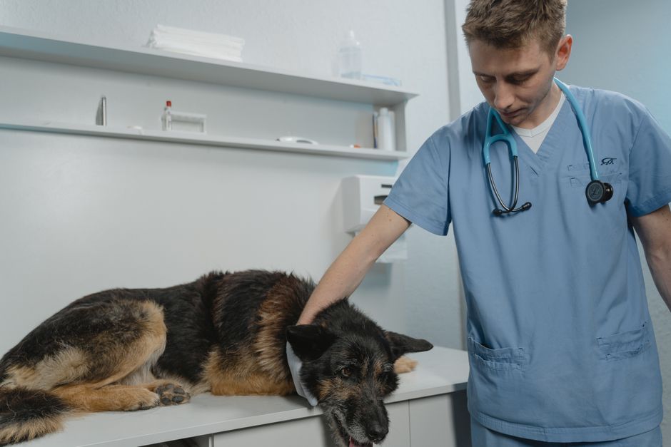 clínica veterinaria reserva