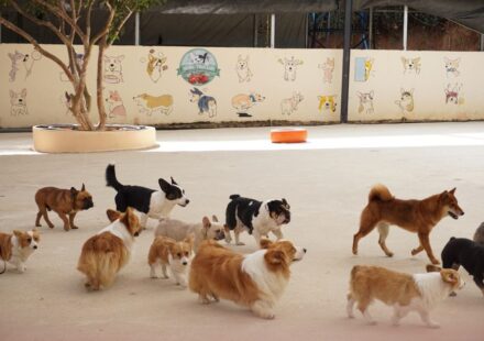 犬の保育園