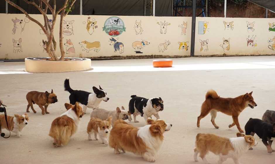 犬の保育園