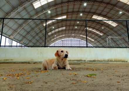 犬の保育園