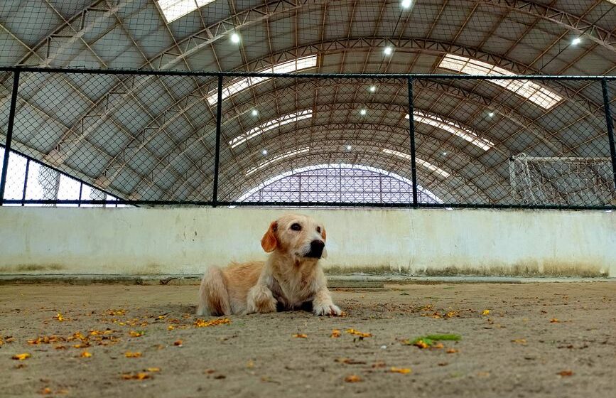 犬の保育園