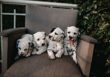 犬の保育園