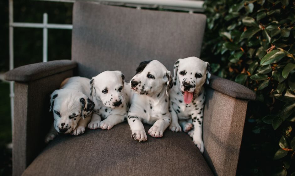 犬の保育園
